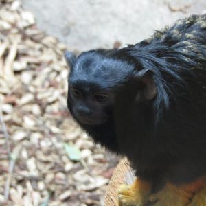 Red Handed Tamarin