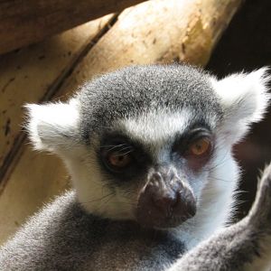 Ring Tailed Lemur