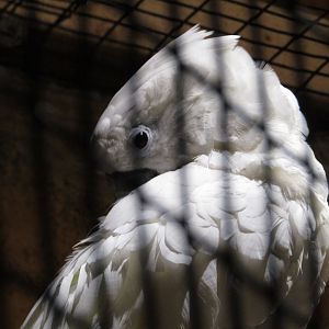 Umbrella Cockatoo?