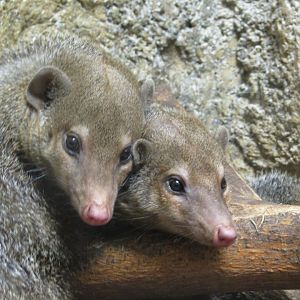 Common Kusimanses (Signed as Dwarf Mongoose)