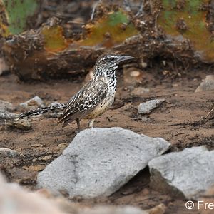cactus wren