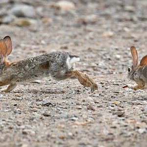 desert cottontails chasing