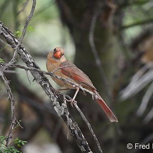 northern cardinal (female)