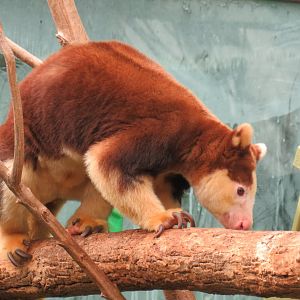 Matschie's tree kangaroo