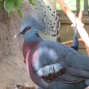 Victoria crowned pigeon