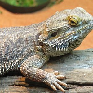 Central bearded dragon