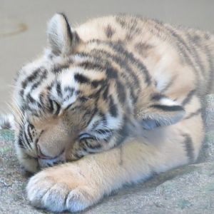 Amur tiger cub