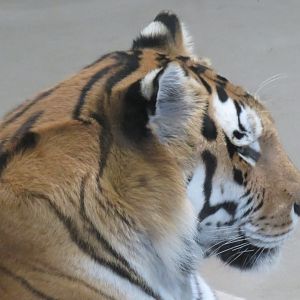 Amur tiger