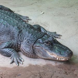 American alligator