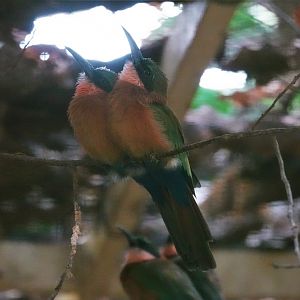 Red-throated bee-eater