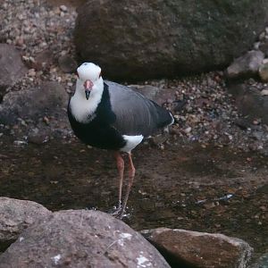 Long-toed lapwing