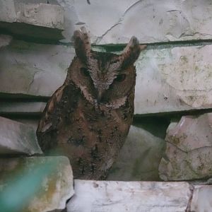 Philippine Scops-owl