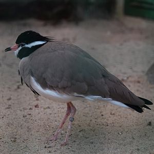 Black-headed lapwing