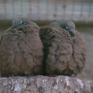 White-eared brown dove