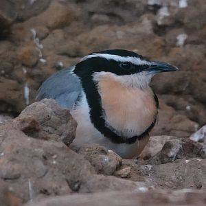 Egyptian plover