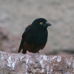Chestnut-and-black weaver