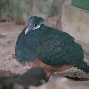 Thick-billed ground-pigeon