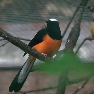 White-crowned Shama