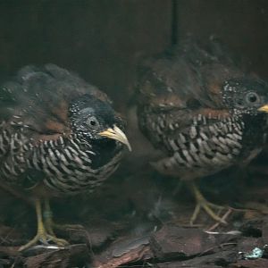 Barred buttonquail