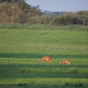 Roe deer female with calf