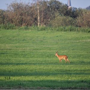 Roe deer male