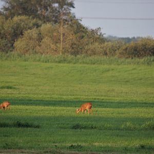 Roe deer family