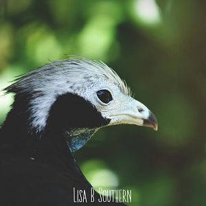 Trinidad piping guan