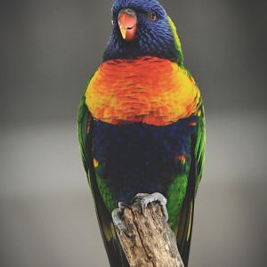 rainbow lorikeet