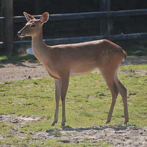 Burmese Brow-antlered Deer at Chester, 20th July 2021