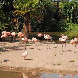Caribbean Flamingos and Roseate Spoonbills at Chester, 20th July 2021