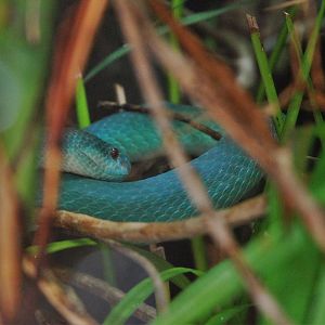 White-lipped Island Pit Viper at Chester, 20th July 2021