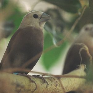 White-headed Munia at Chester, 20th July 2021