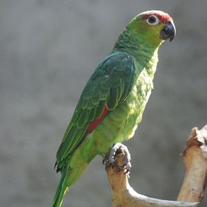 Ecuadorian (Lilacine) Amazon at Chester, 20th July 2021