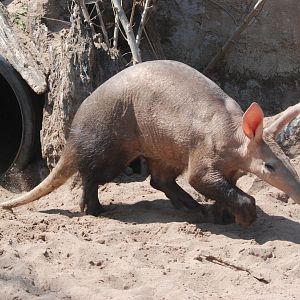 Aardvark at Chester, 20th July 2021