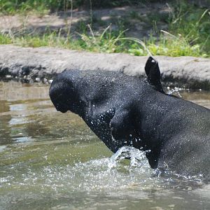 Malayan Tapir at Chester, 20th July 2021