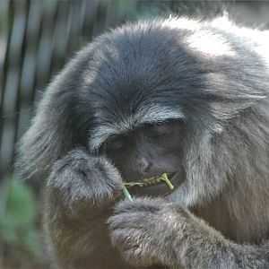 Silvery Gibbon at Chester, 20th July 2021
