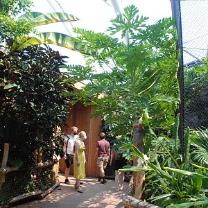 Monsoon Forest Interior at Chester, 20th July 2021