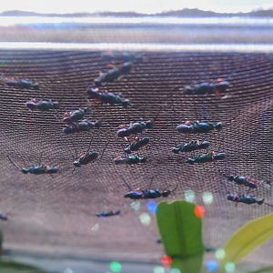 Jewel Wasps at Chester, 20th July 2021