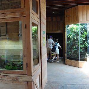 Monsoon Forest Interior at Chester, 20th July 2021