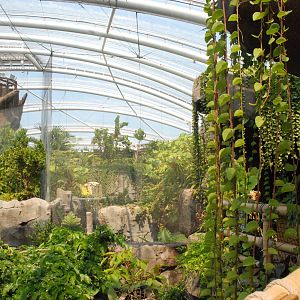 Monsoon Forest Interior at Chester, 20th July 2021