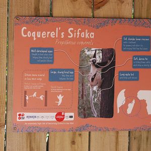 Signage Example (Coquerel's Sifaka) at Chester, 20th July 2021