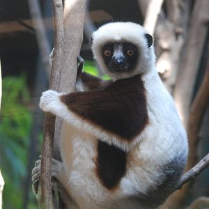 Coquerel's Sifaka at Chester, 20th July 2021
