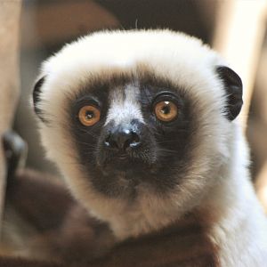 Coquerel's Sifaka at Chester, 20th July 2021