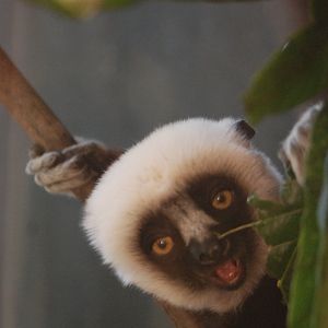 Coquerel's Sifaka at Chester, 20th July 2021