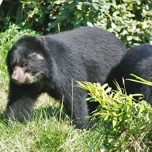 Spectacled Bear at Chester, 20th July 2021