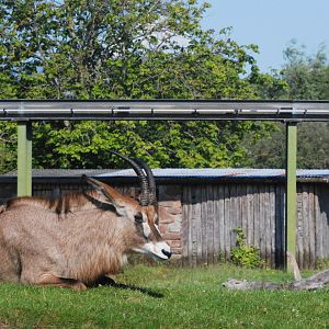 Roan Antelope at Chester, 20th July 2021