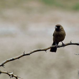 Abert's Towhee
