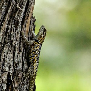 Desert Spiny Lizard