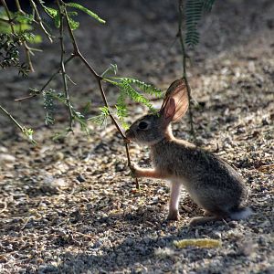 Desert Cottontail