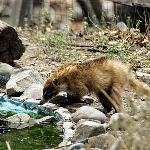 White-nosed Coati